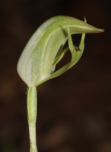 rainforest greenhood (Pterostylis hildae)