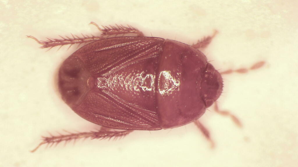 Aethus parvulus