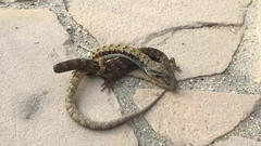 Elgaria multicarinata webbii