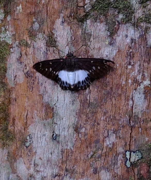 Large White Flat (Satarupa gopala)