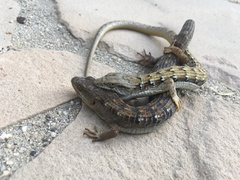 Elgaria multicarinata webbii