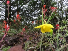Calochortus amabilis