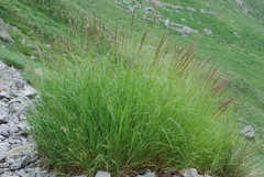 Agrostis agrostiflora