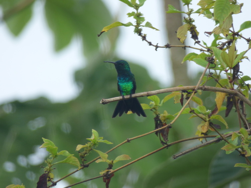 Chrysuronia goudoti