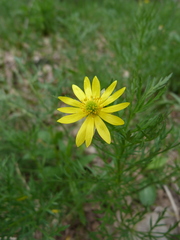 Adonis volgensis