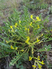 Astragalus longipetalus