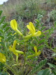 Astragalus longipetalus