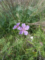 Geranium linearilobum