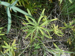 Geranium linearilobum
