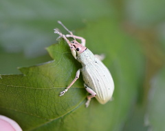 Compsus auricephalus