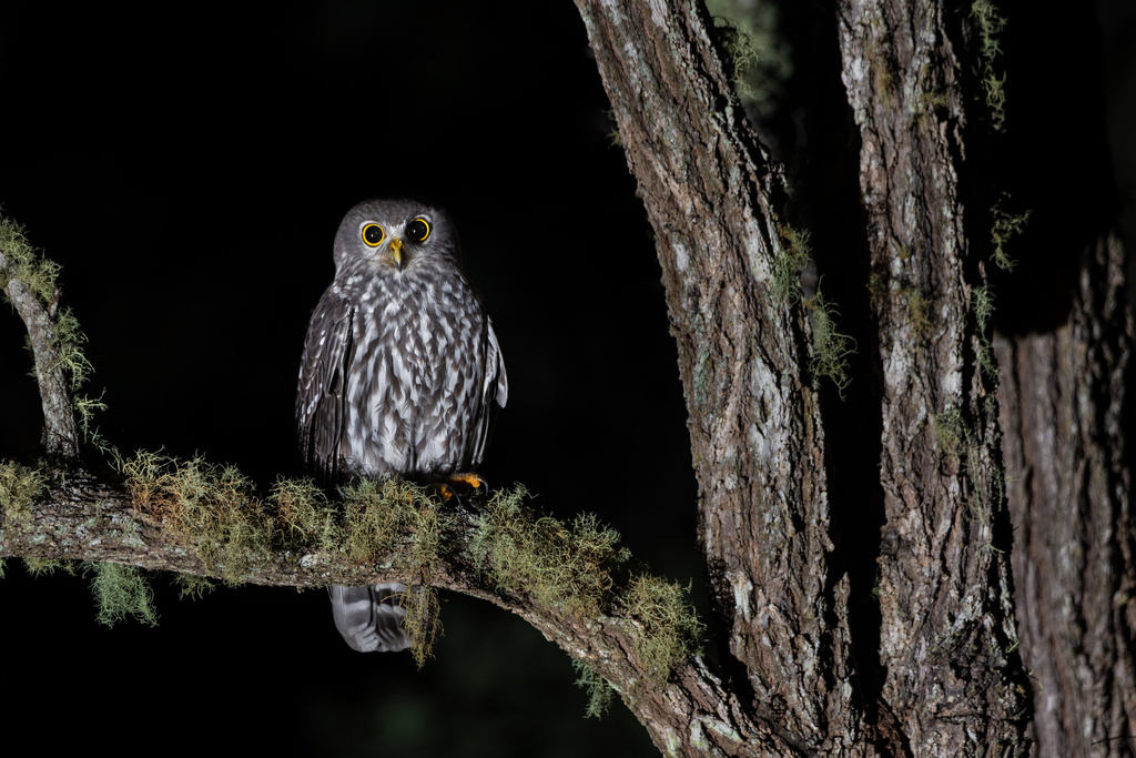 Barking Owl