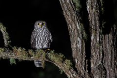 Barking Owl photo 1