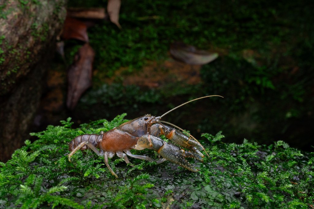 Euastacus girurmulayn