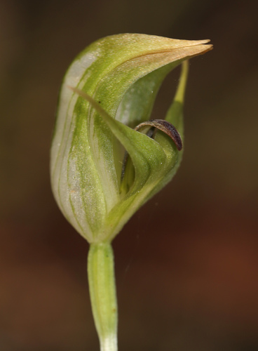 northern greenhood (Pterostylis stricta)