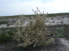 Atraphaxis replicata