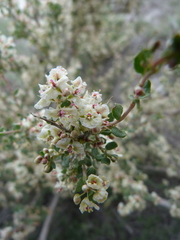 Atraphaxis replicata