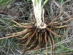 Eremurus spectabilis