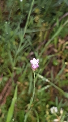 Petrorhagia prolifera