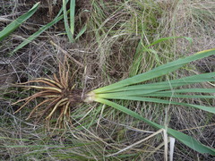 Eremurus spectabilis