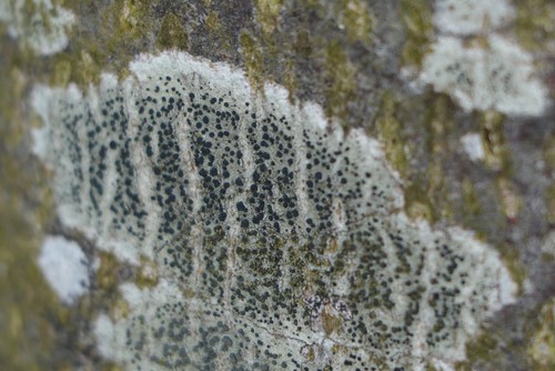 Rusvoji skyvytė nuotrauka