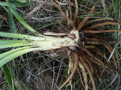 Eremurus spectabilis