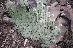 Artemisia alpina