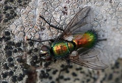 Gymnocheta viridis