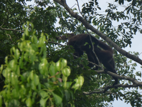 Variegated Spider Monkey