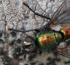 Gymnocheta viridis