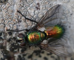 Gymnocheta viridis