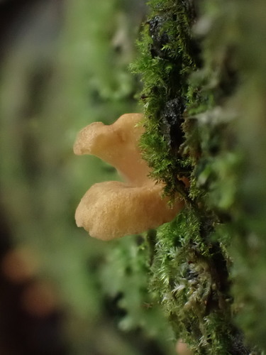 Climacocystis borealis