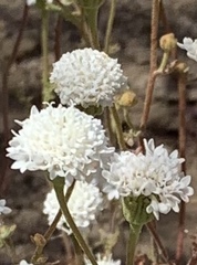 Chaenactis carphoclinia