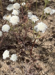 Chaenactis carphoclinia