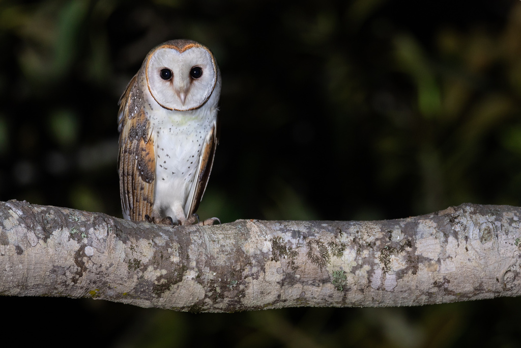 Eastern Barn Owl photo