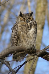 Bubo virginianus heterocnemis