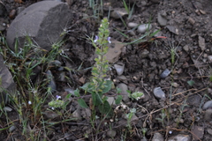 Salvia viridis