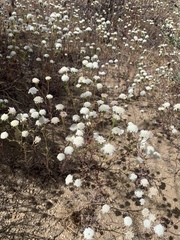 Chaenactis carphoclinia