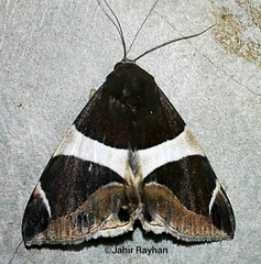 Bastilla crameri