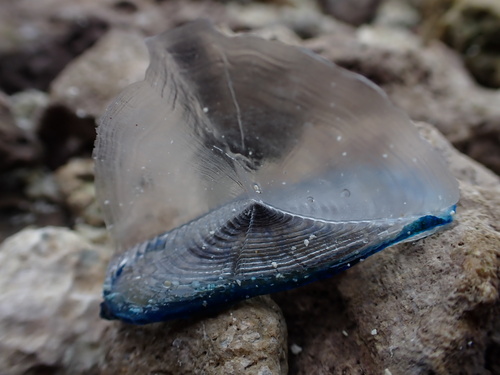 Velella observed 2024-05-29