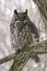 Bubo virginianus heterocnemis