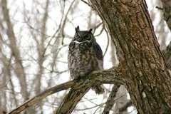 Bubo virginianus heterocnemis