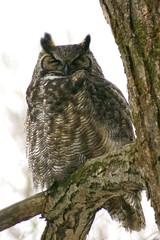 Bubo virginianus heterocnemis