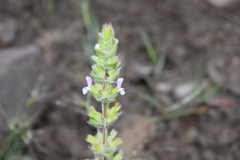 Salvia viridis