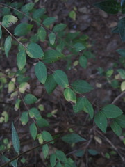 Symphoricarpos microphyllus