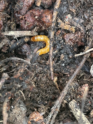 iNaturalist observation photo of Click Beetles