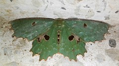 Chlorodontopera discospilata