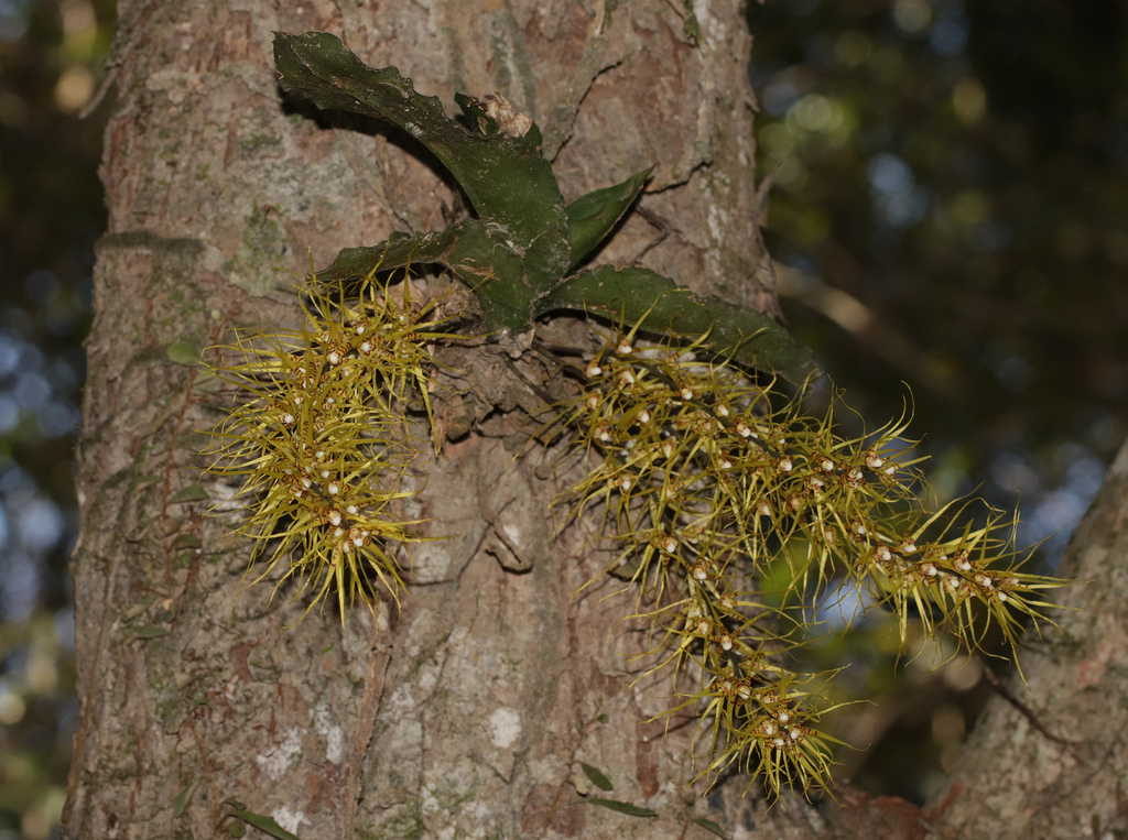 Rhinerrhiza divitiflora