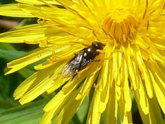 Cheilosia pagana