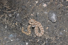Crotalus stephensi