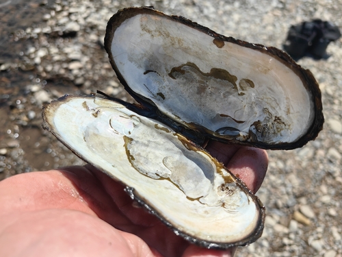 Amurean Freshwater Pearl Mussel